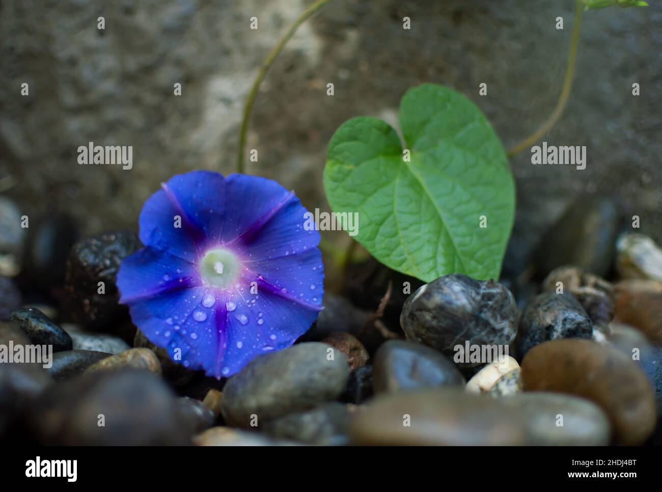 Fiori di gloria mattina blu Foto Stock