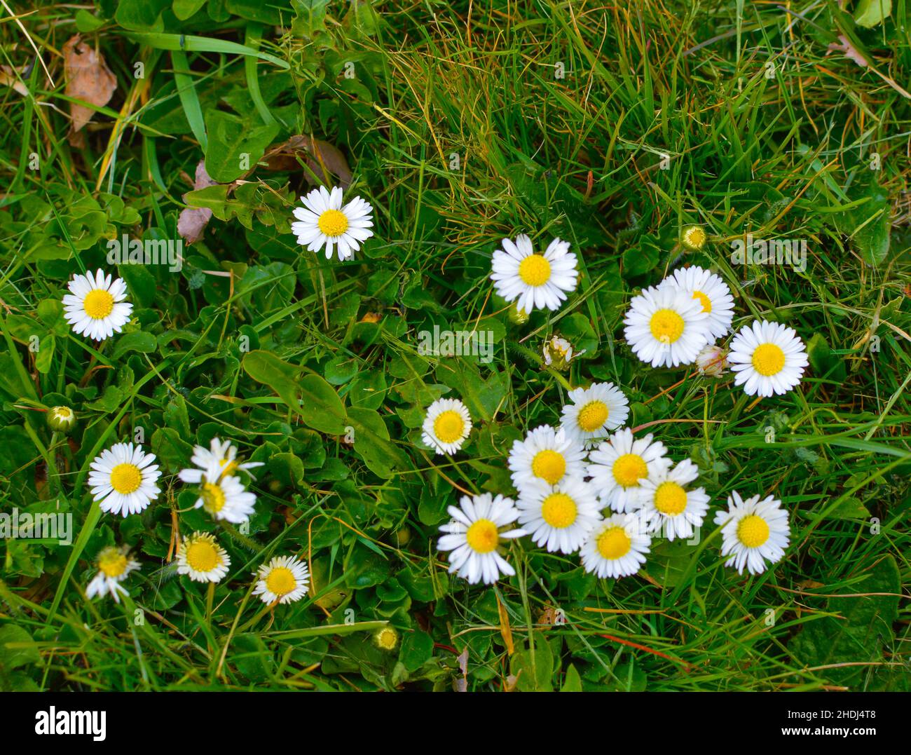 Fiori bianchi in fiore nel giardino Foto Stock