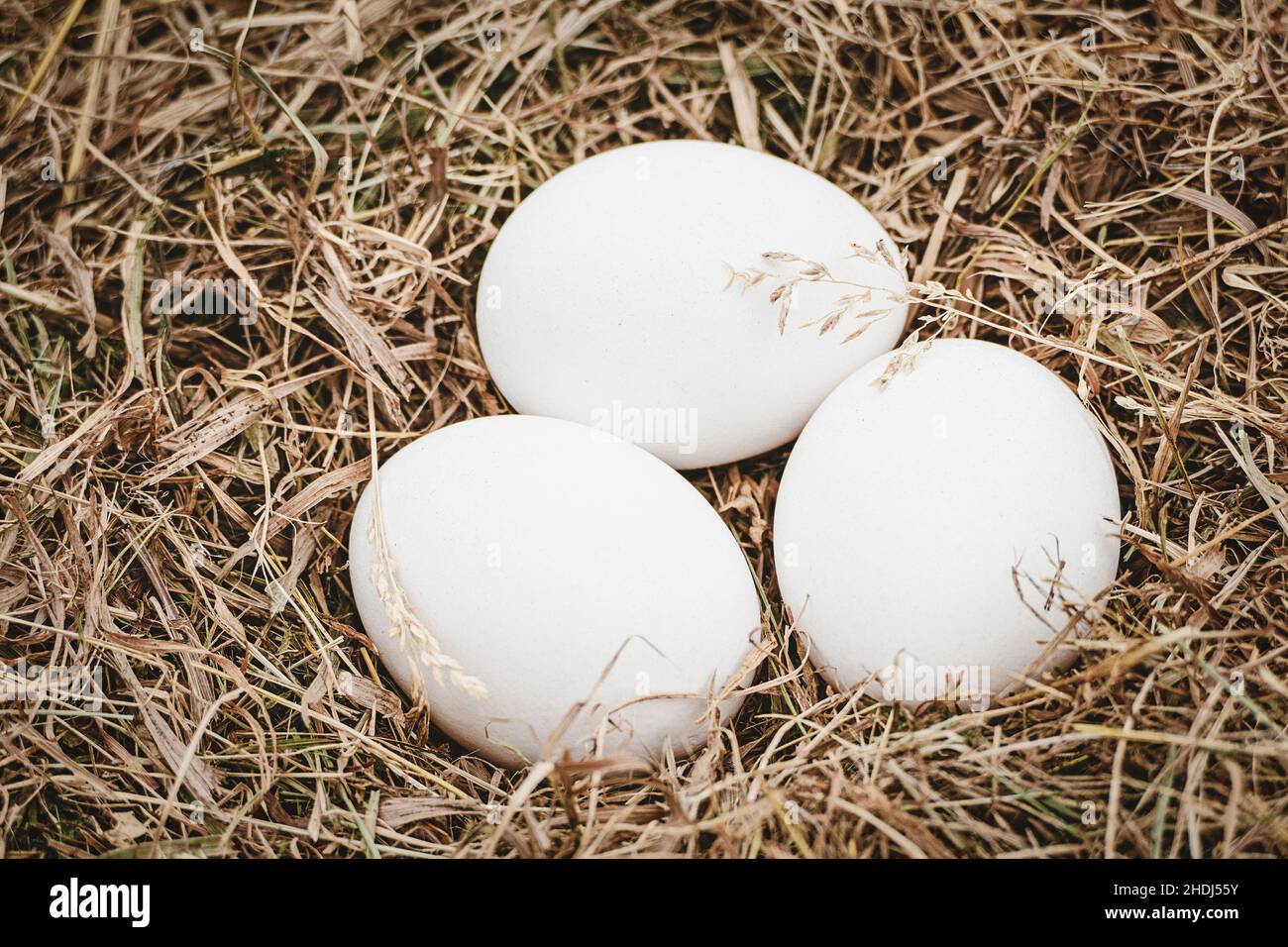Tre uova di pollo bianche su sfondo di fieno, prodotti agricoli biologici Foto Stock