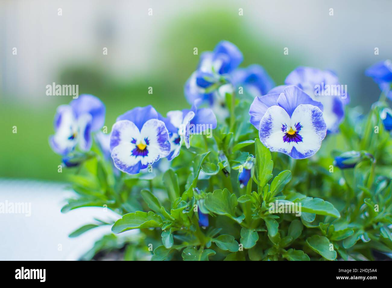 Viola blu fiori in una pentola in giardino Foto Stock