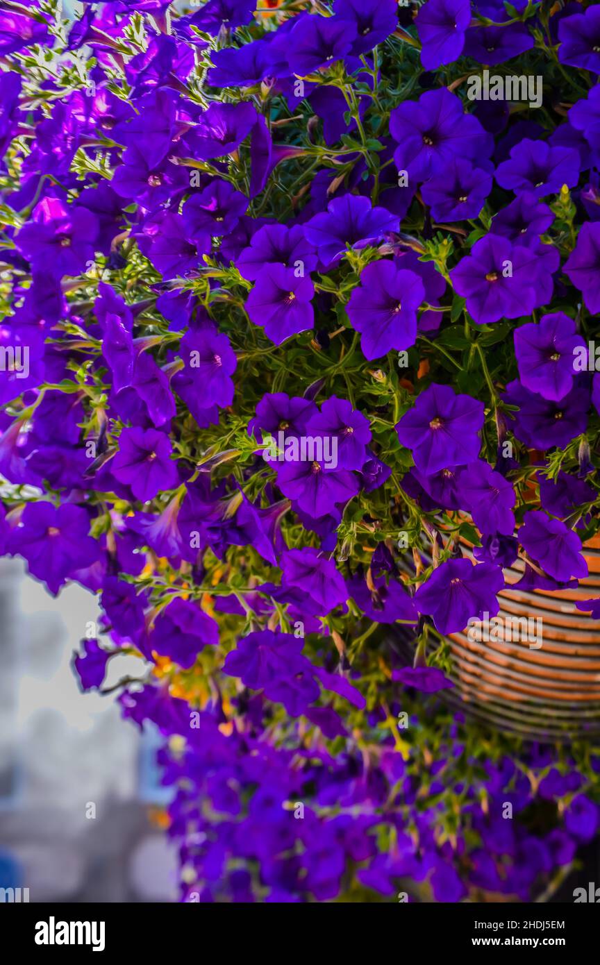 Petunia viola in fiore in estate Foto Stock