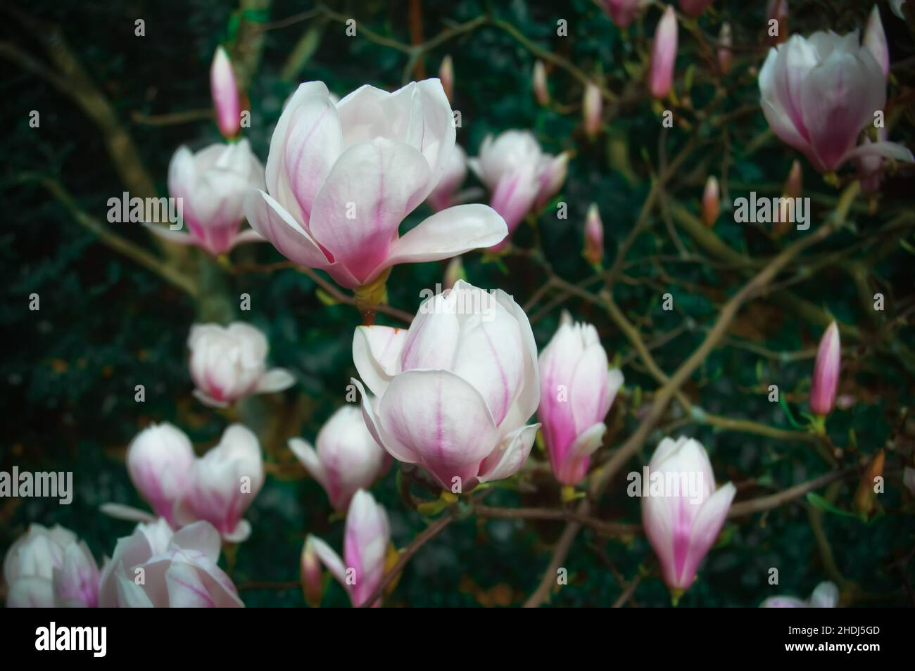 Fioritura magnolia fiori albero Foto Stock