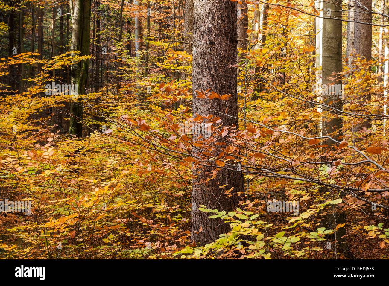 autunno, foresta decidua, caduta, foreste decidue Foto Stock