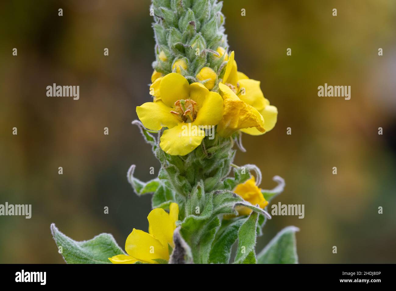 Primo piano di un grande fiore di mullein (verbascum thapsus) in fiore Foto Stock