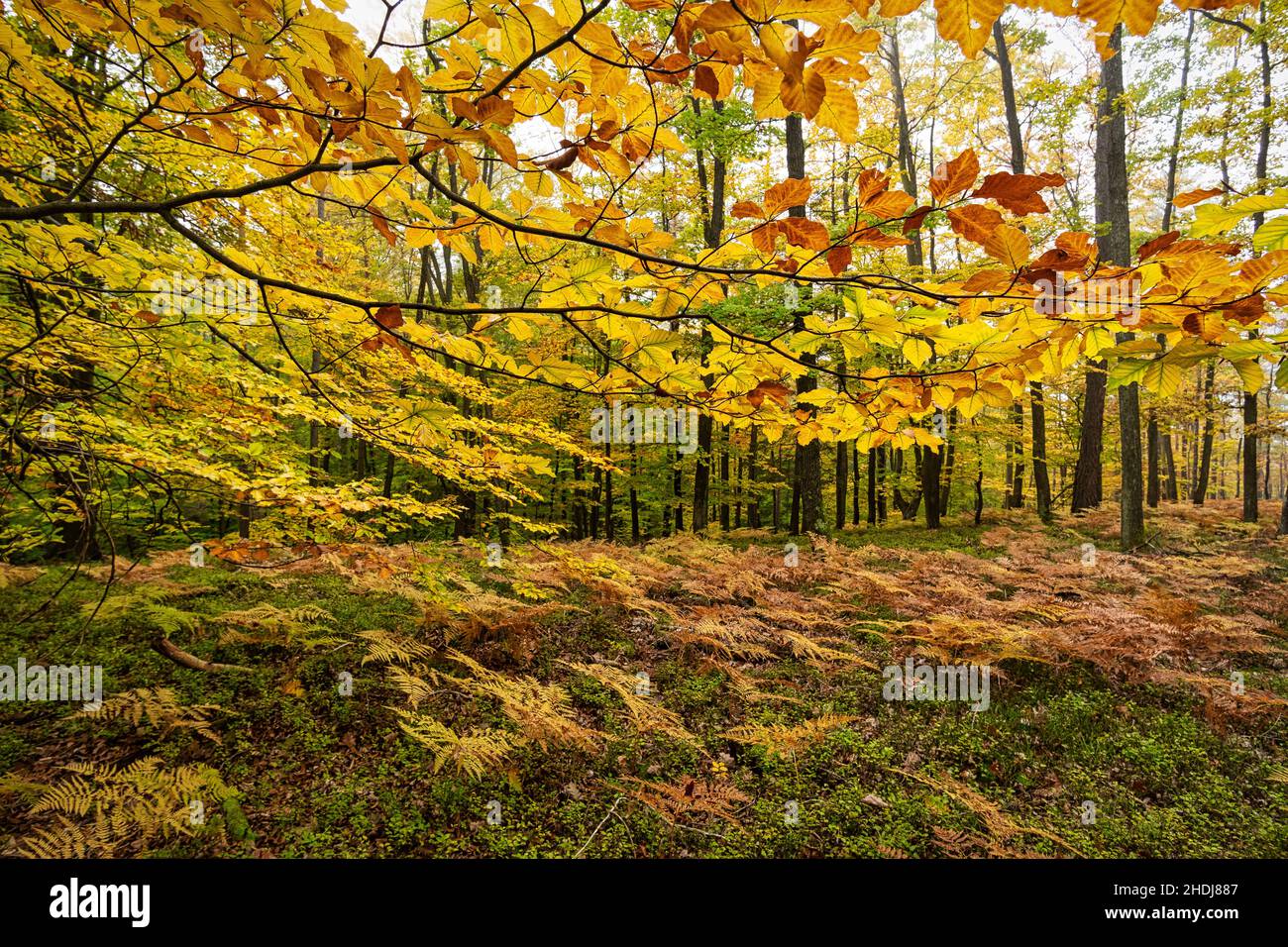 autunno, foresta decidua, caduta, foreste decidue Foto Stock
