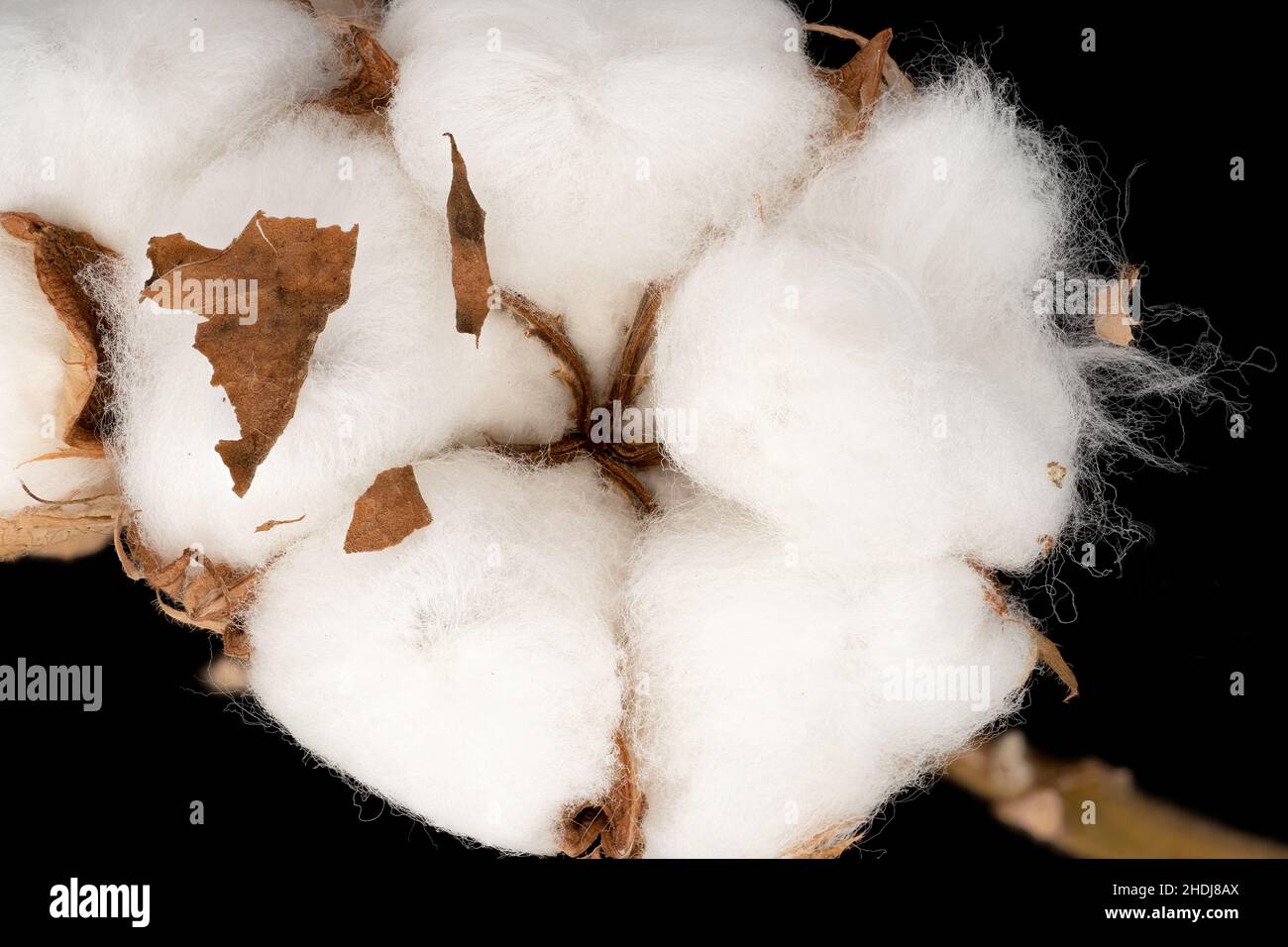 Cotone su nero immagini e fotografie stock ad alta risoluzione - Alamy