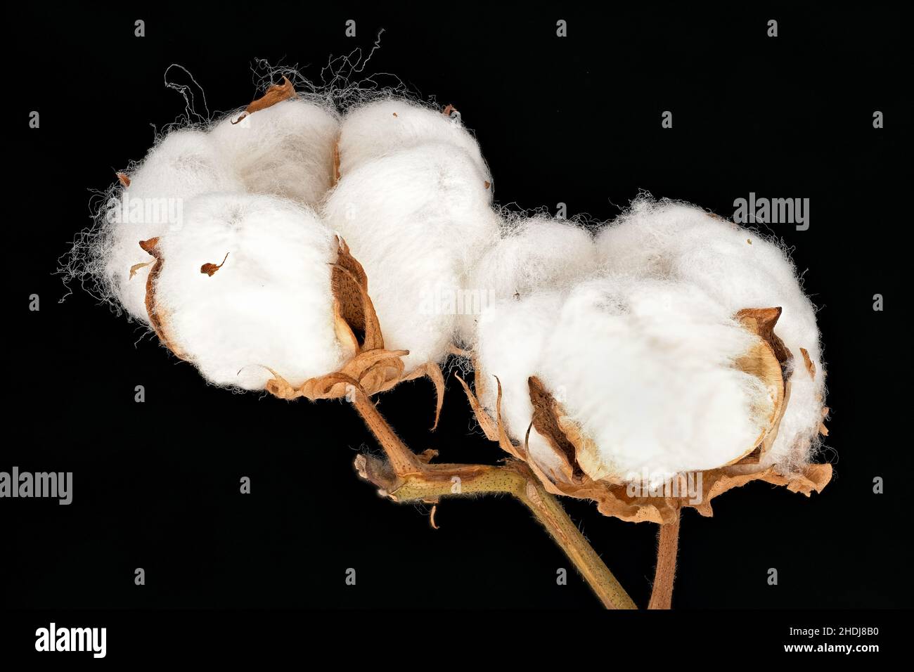 Cotone su nero immagini e fotografie stock ad alta risoluzione - Alamy
