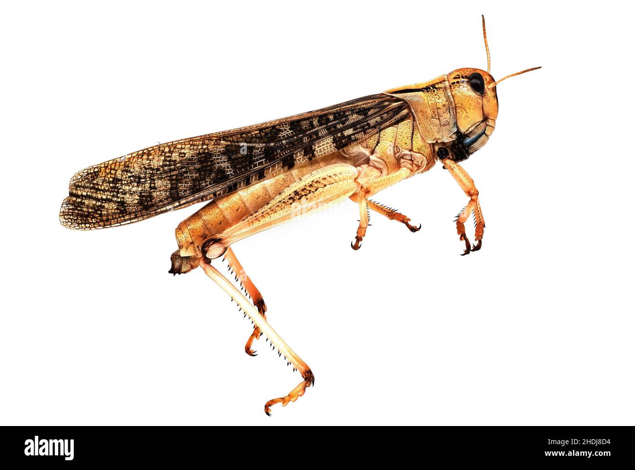 Locusta migratoria Foto Stock