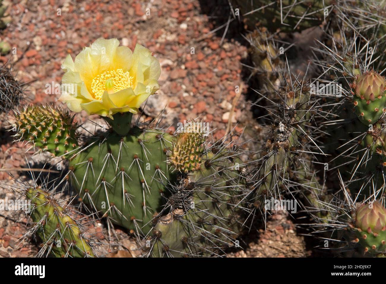 fiore di cactus, opuntia howeyi, fiori di cactus Foto Stock