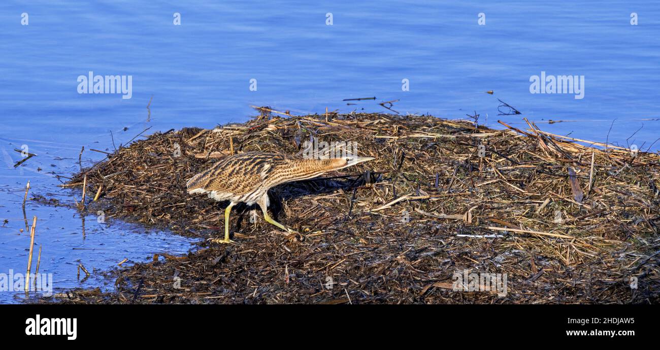 Bittero eurasiatico / grande bittero (Botaurus stellaris) foraging bene mimeted in acqua poco profonda lungo il letto di canna / reedbed sulla riva del lago in inverno Foto Stock