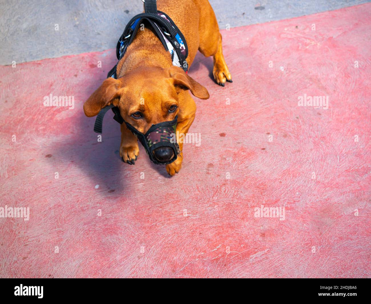 Little Mongrel Mixed Dog indossa una museruola in strada Foto Stock