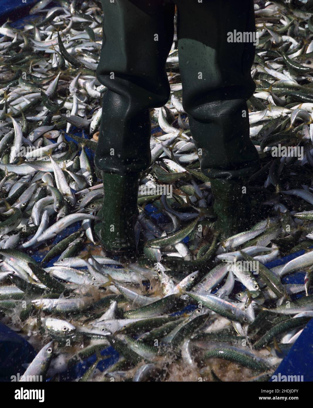 Pesce appena pescato - soprattutto sgombro, ancora schizzandosi come lottano per la vita nella rete di pesca. Portogallo, Setubal, Costa di Caparica. Foto Stock