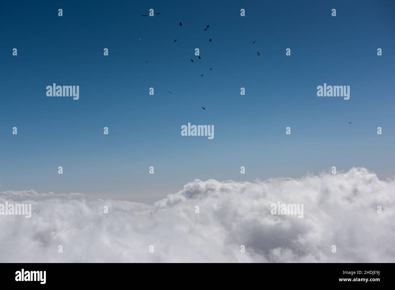 cielo, nuvole, sciame di uccelli, cielo, cieli, cloud Foto Stock