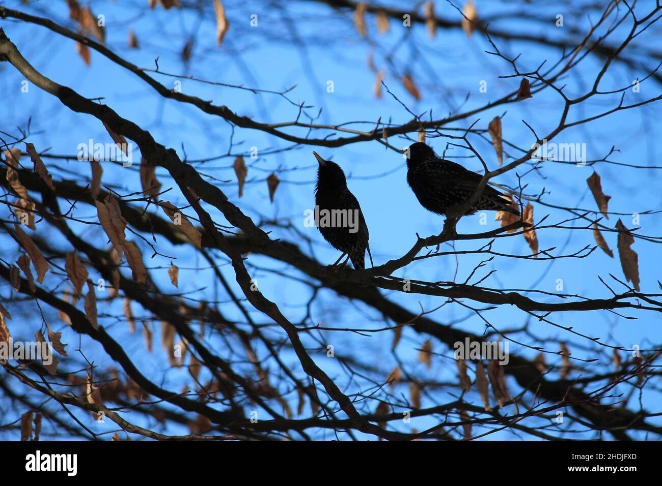 uccello, silhouette, blackbird, uccelli, silhouette, blackbirds Foto Stock