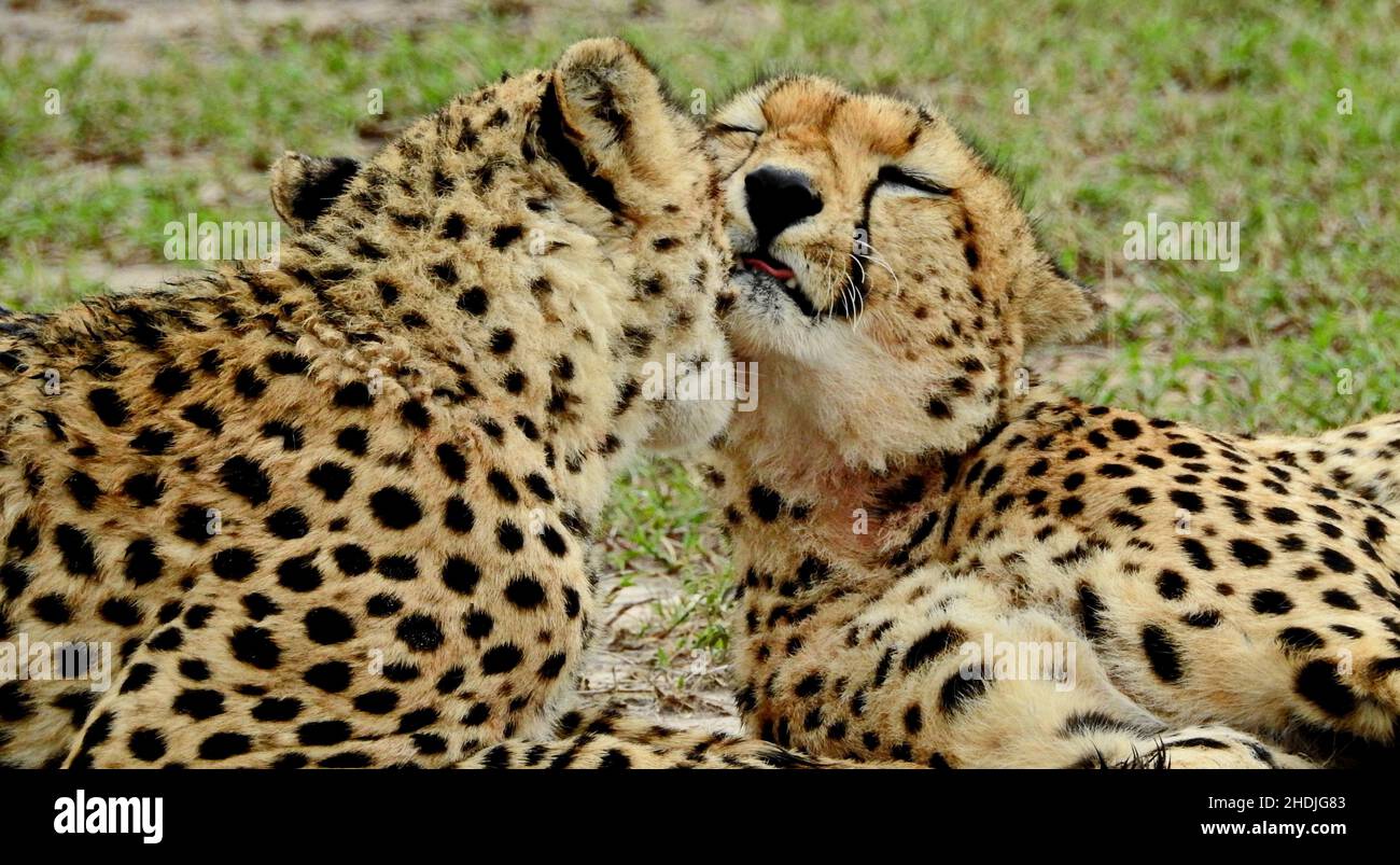 ghepardo, grooming, ghepardi Foto Stock