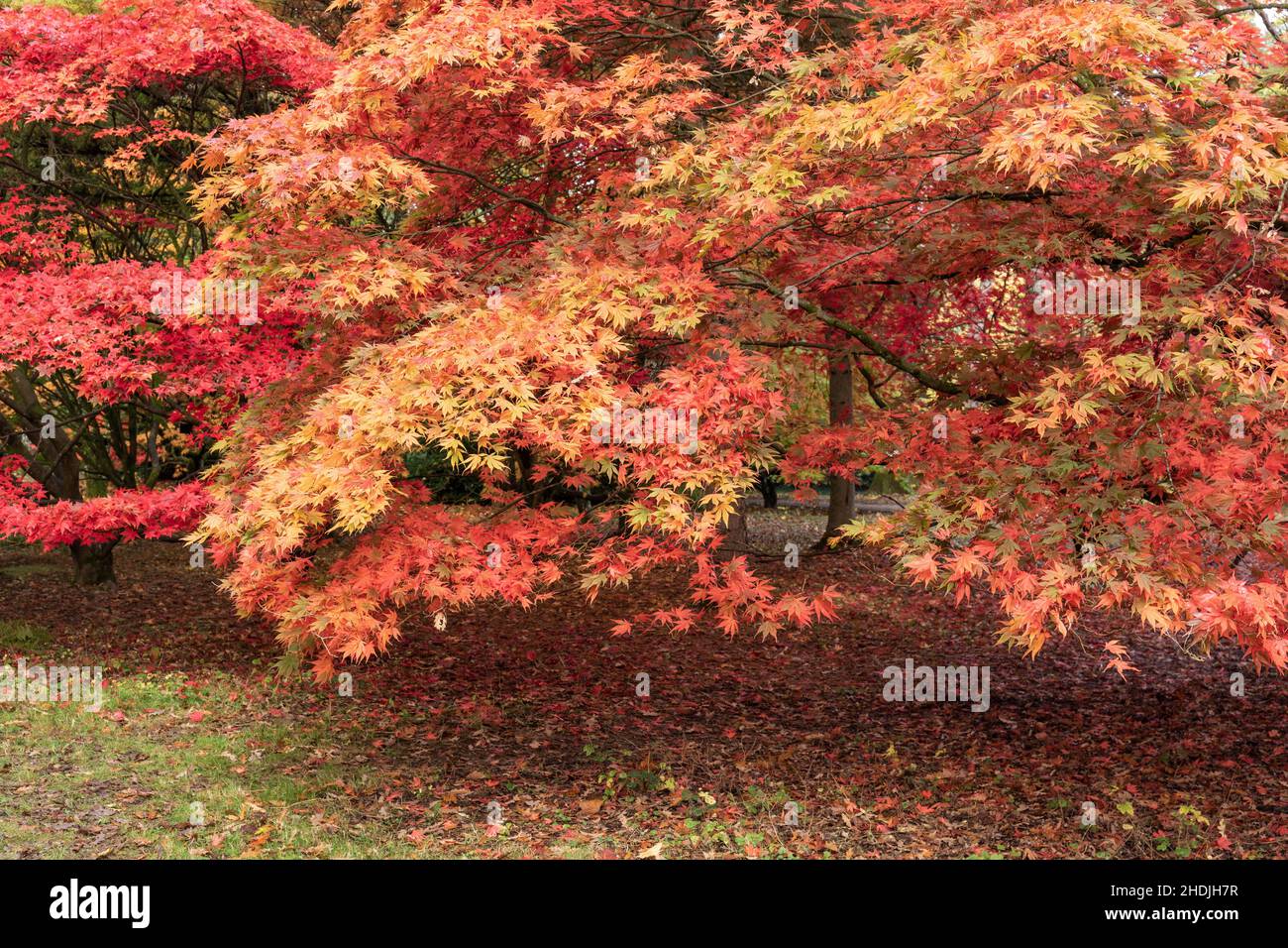 Il colore autunnale di Acers nell'Acer Glade a Westonbirt il National Arboretum, il Cotswolds, Gloucestershire, Inghilterra, Regno Unito Foto Stock