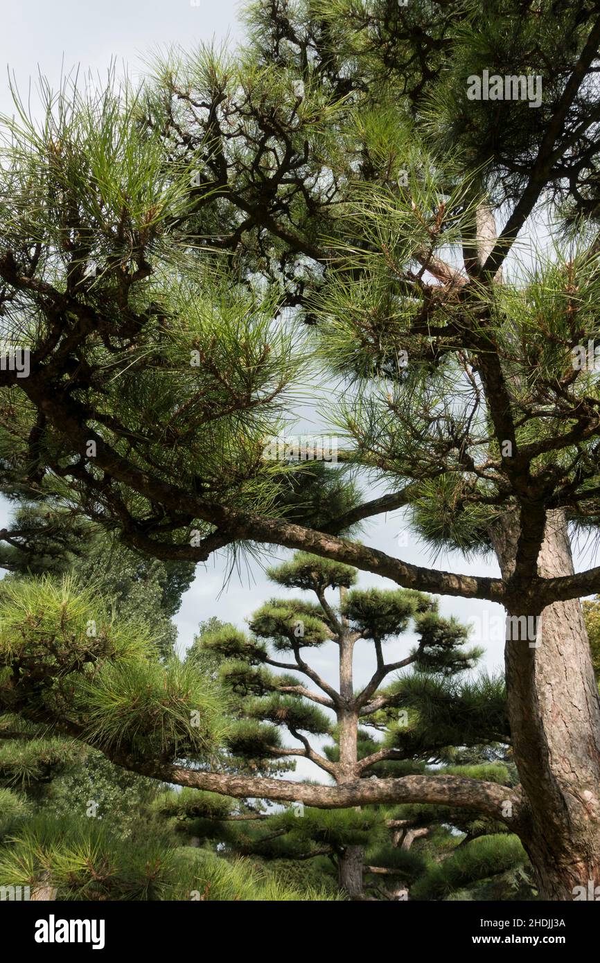 Conifere, pino nero giapponese, conifere Foto Stock