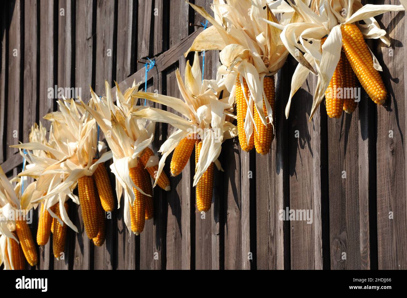 essiccazione, pannocchie di mais, secco, dressaggi, mais sulle pannocchie Foto Stock