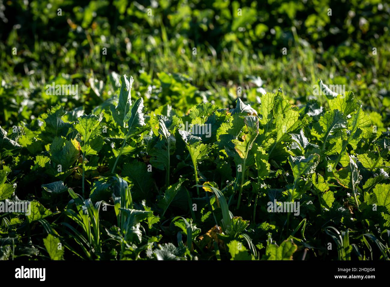 Coltivazioni vegetali di radice verde che crescono al sole d'inverno Foto Stock