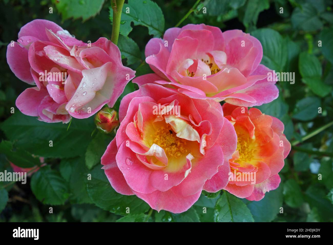 rosa, rosa arbusto, duchessa friederike, rose Foto Stock