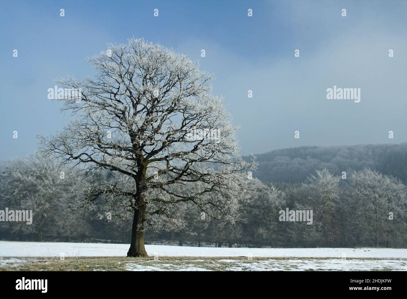 albero, inverno, neve, alberi, inverni, nevoso Foto Stock