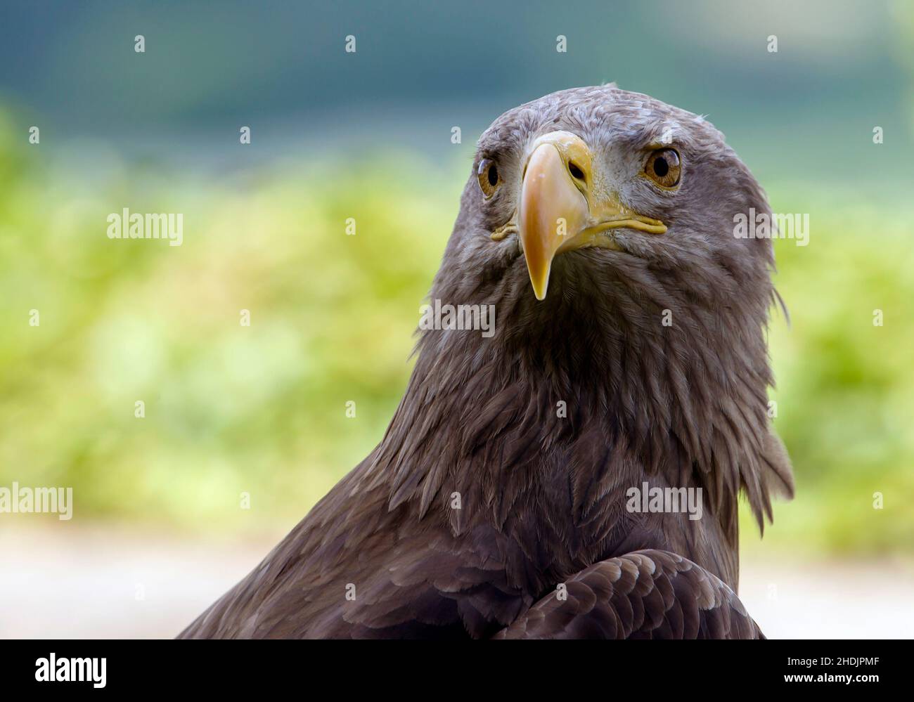 uccello di preda, aquila a coda bianca, uccello di prede, aquile a coda bianca Foto Stock