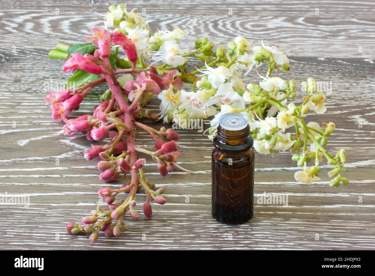 omeopatica, medicina alternativa, castagno, omeopatica, medicine alternative, castagne Foto Stock