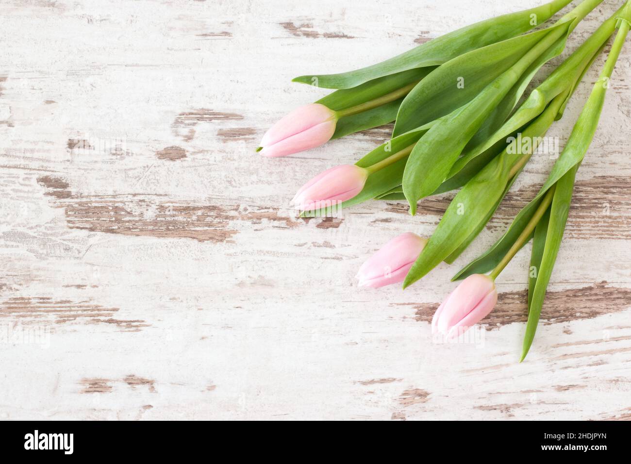 pasqua, giorno delle madri, saluti floreali, assaggiatori, giorni delle madri Foto Stock