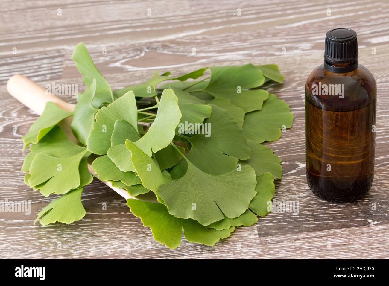 ginkgo, medicina alternativa, tintura, ginkgos, medicine alternative Foto Stock