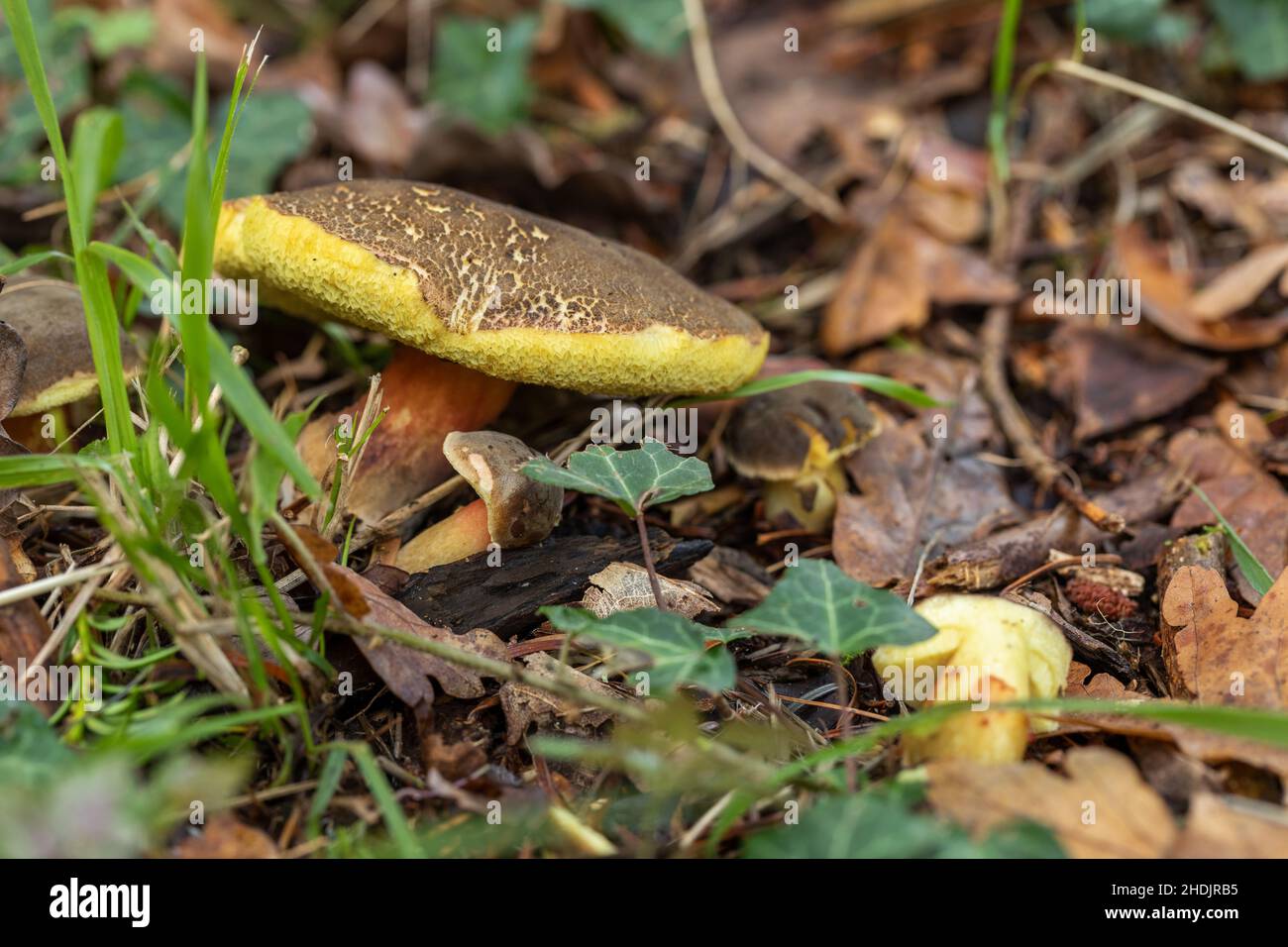 Primo piano di un Mushroom Bolete con pori gialli che crescono sul pavimento del bosco in autunno a Westonbirt Arboretum, Gloucestershire, Regno Unito Foto Stock