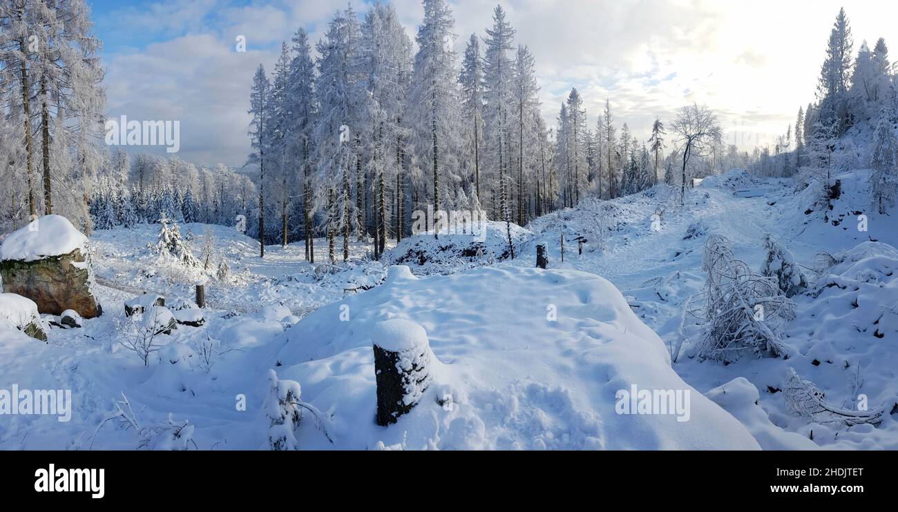 inverno, neve, foresta di teutoburg, inverni, nevoso, foreste di teutoburg Foto Stock