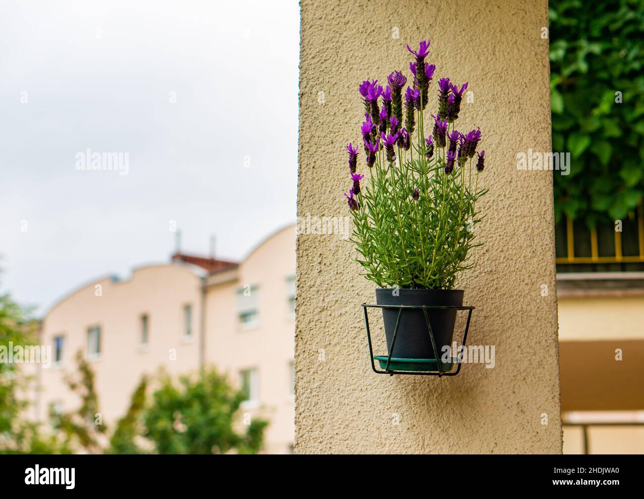 Primo piano di un fiore in vaso appeso su un muro Foto Stock