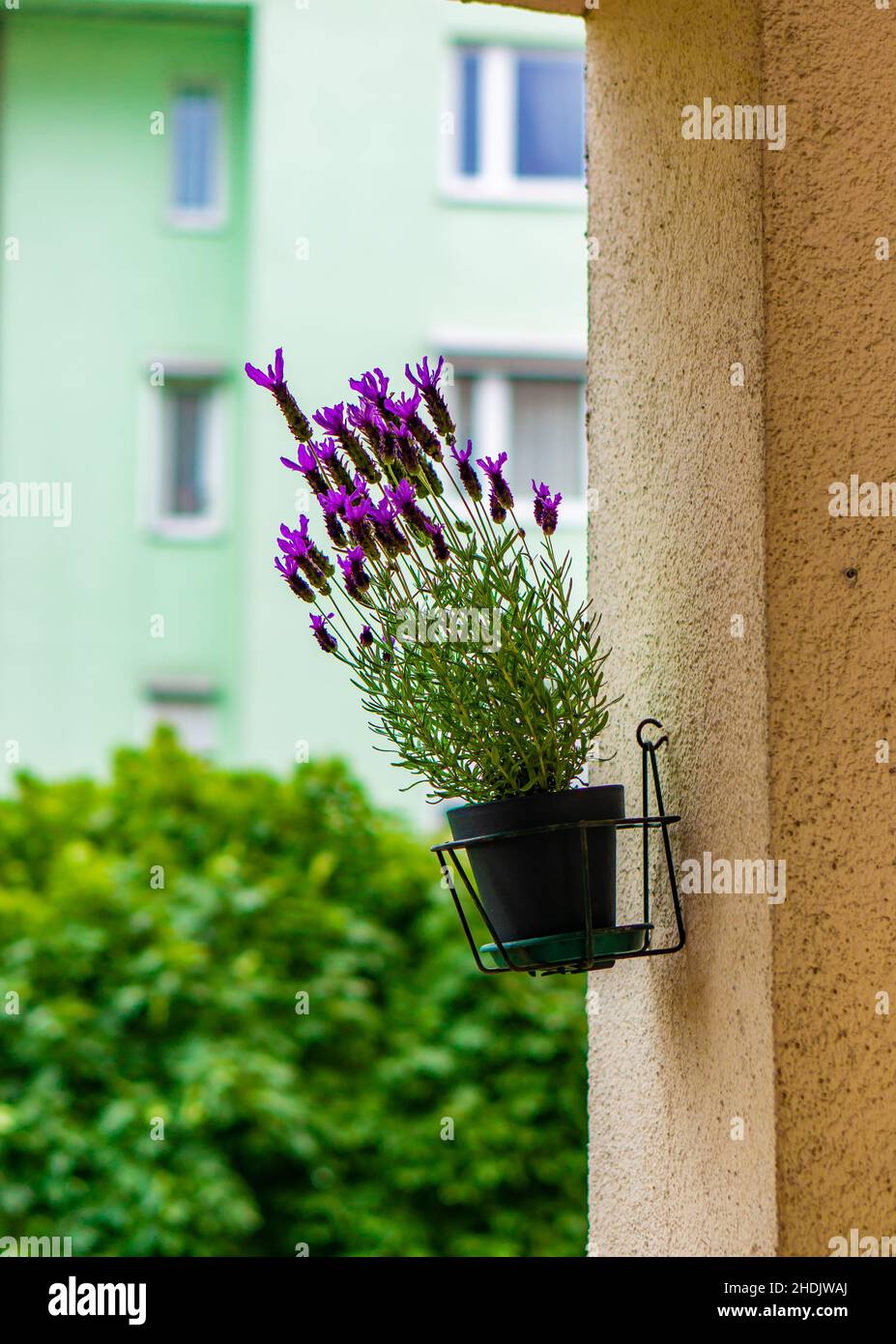 Colpo verticale di un fiore appeso in vaso su una parete Foto Stock