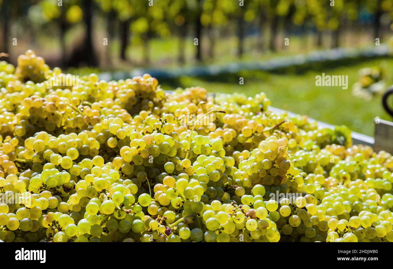 vino, uva, vendemmia, annata, vini, uve, raccolti, annate Foto Stock