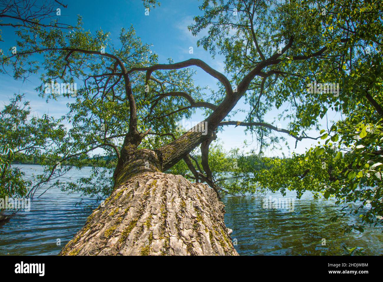 Alberi con una caratteristica struttura di corteccia sopra la superficie d'acqua del laghetto. Un luogo ideale per coppie innamorate. Foto Stock