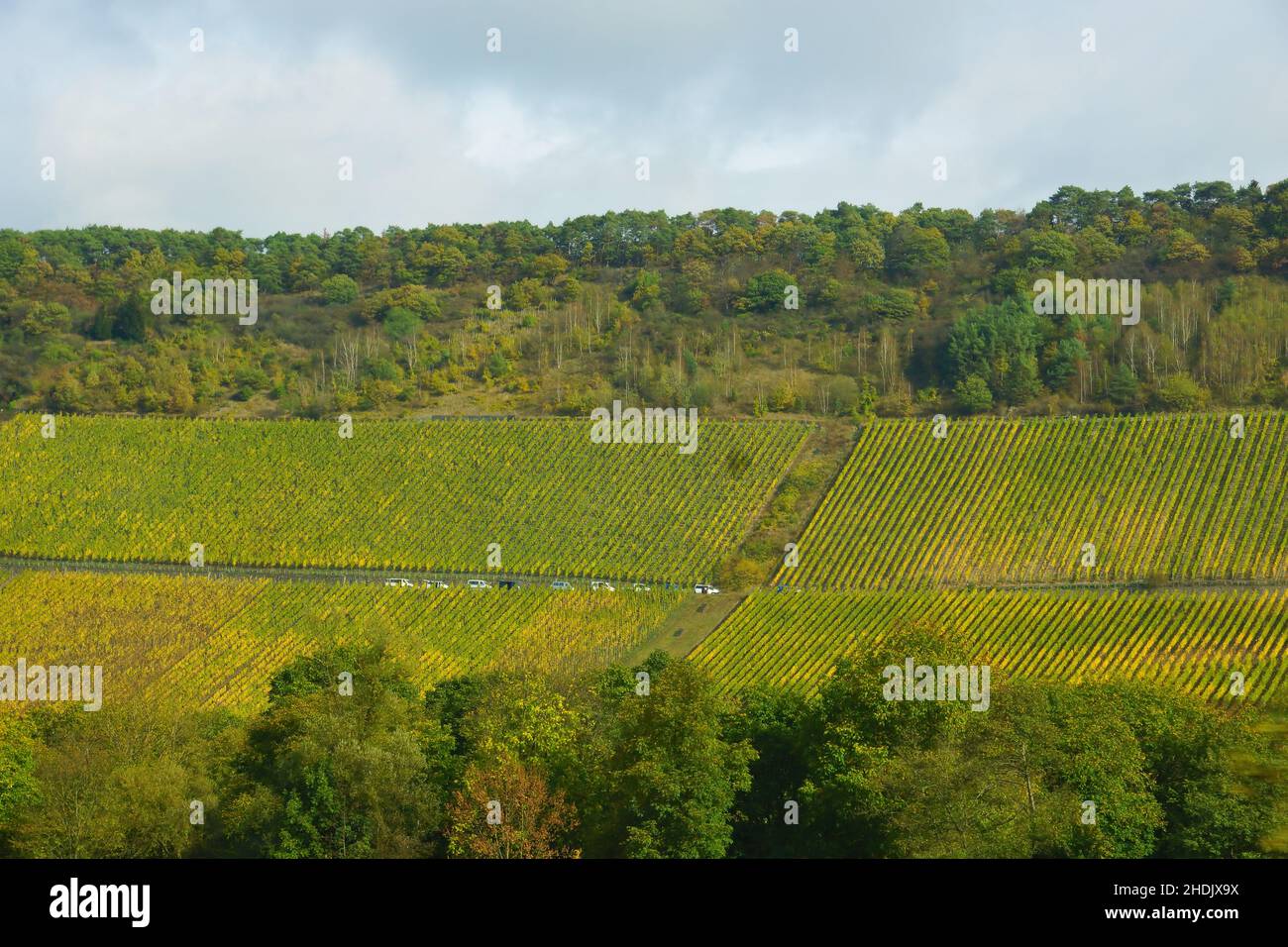 vigneto, mont royal, vigneti Foto Stock