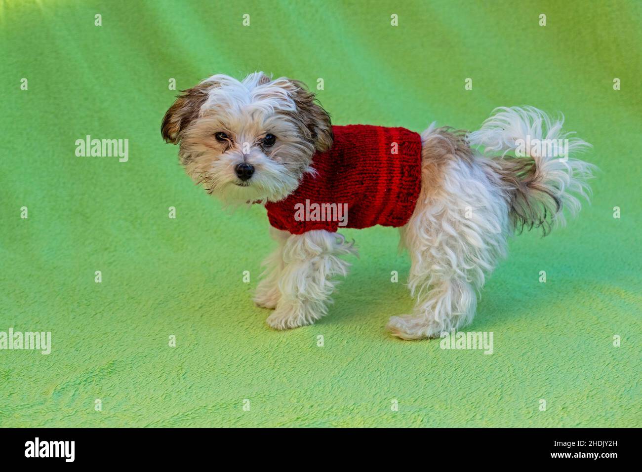 Bolonka Zwetna cuccia cane giocattolo con un cappotto di cane, Germania Foto Stock