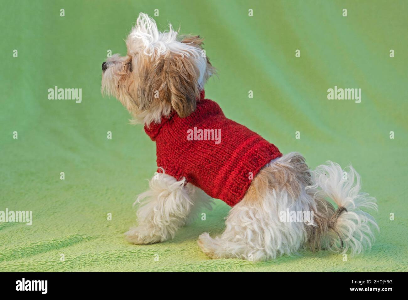 Bolonka Zwetna cuccia cane giocattolo con un cappotto di cane, Germania Foto Stock