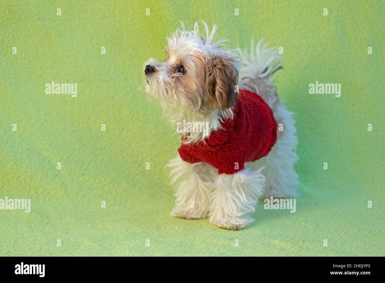 Bolonka Zwetna cuccia cane giocattolo con un cappotto di cane, Germania Foto Stock