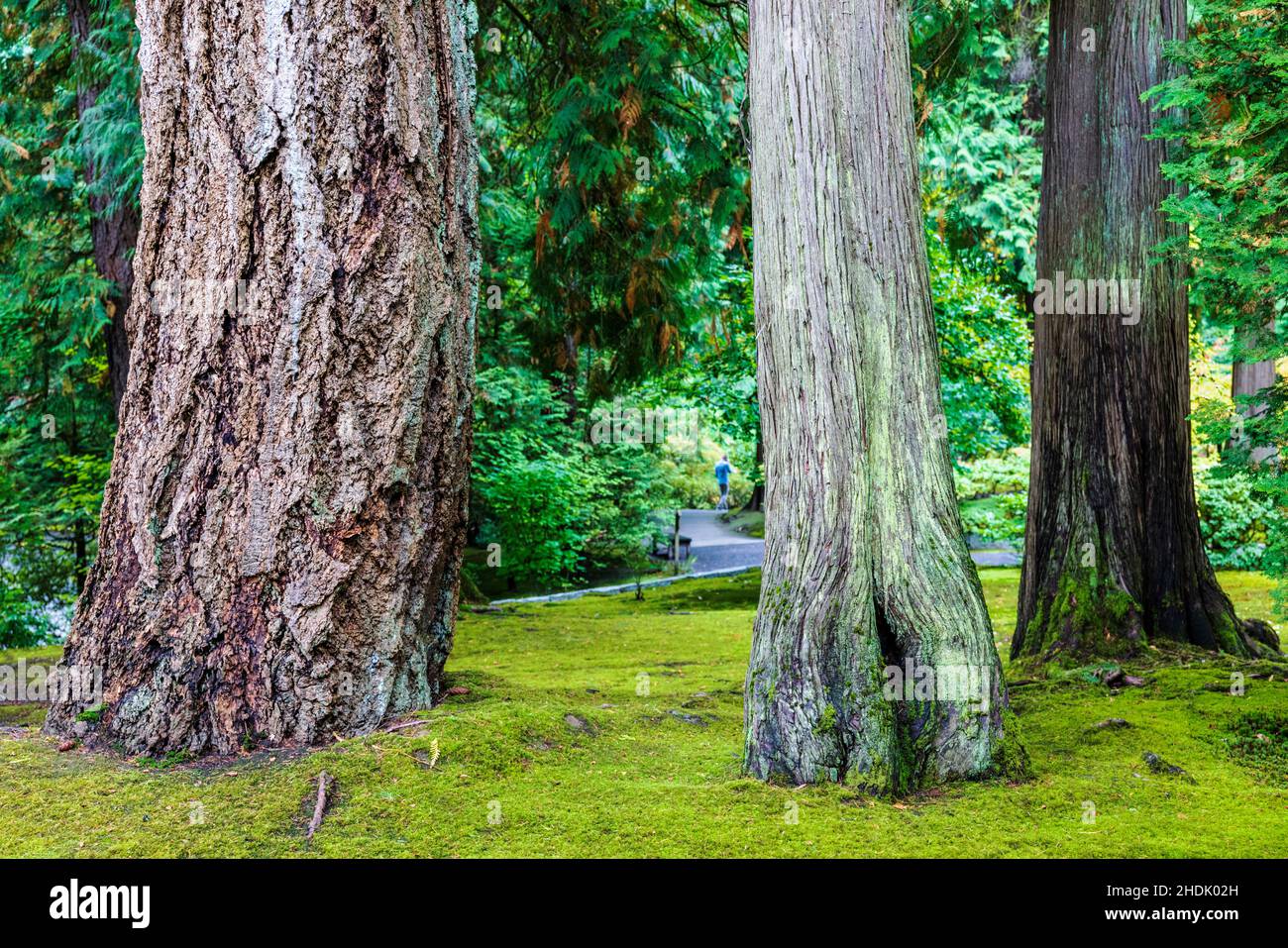 Grandi alberi; Portland Japanese Gardens; Portland; Oregon; USA Foto Stock