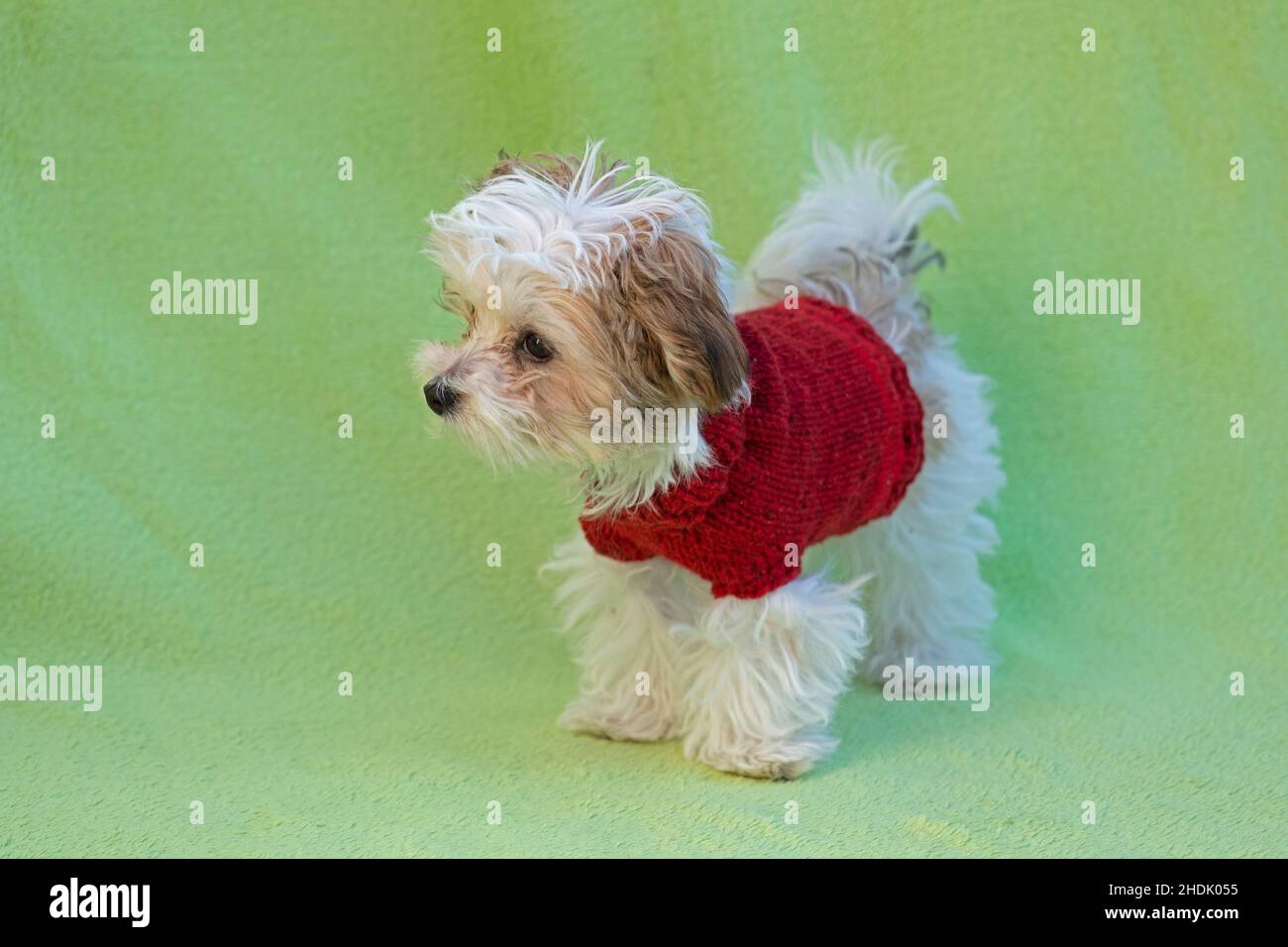 Bolonka Zwetna cuccia cane giocattolo con un cappotto di cane, Germania Foto Stock