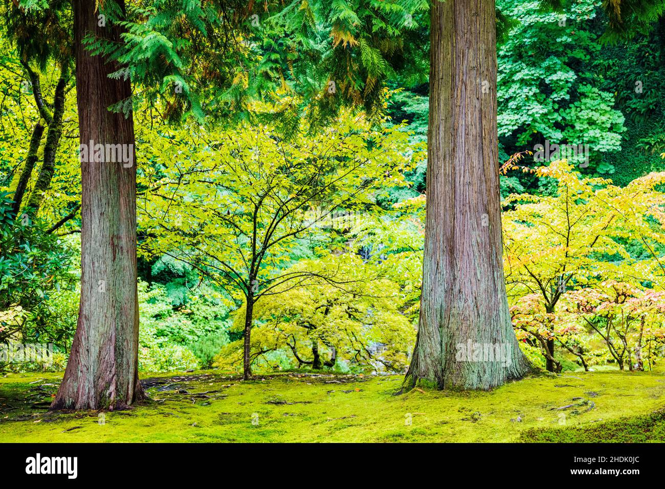 Grandi alberi; Portland Japanese Gardens; Portland; Oregon; USA Foto Stock