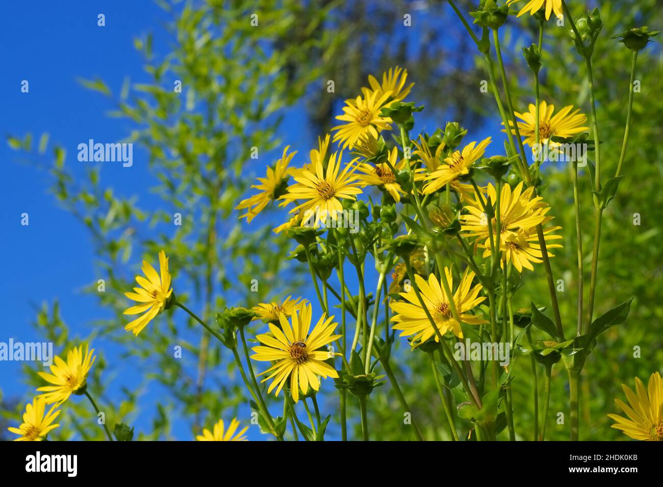 silfio perfoliatum, pianta di tazza Foto Stock