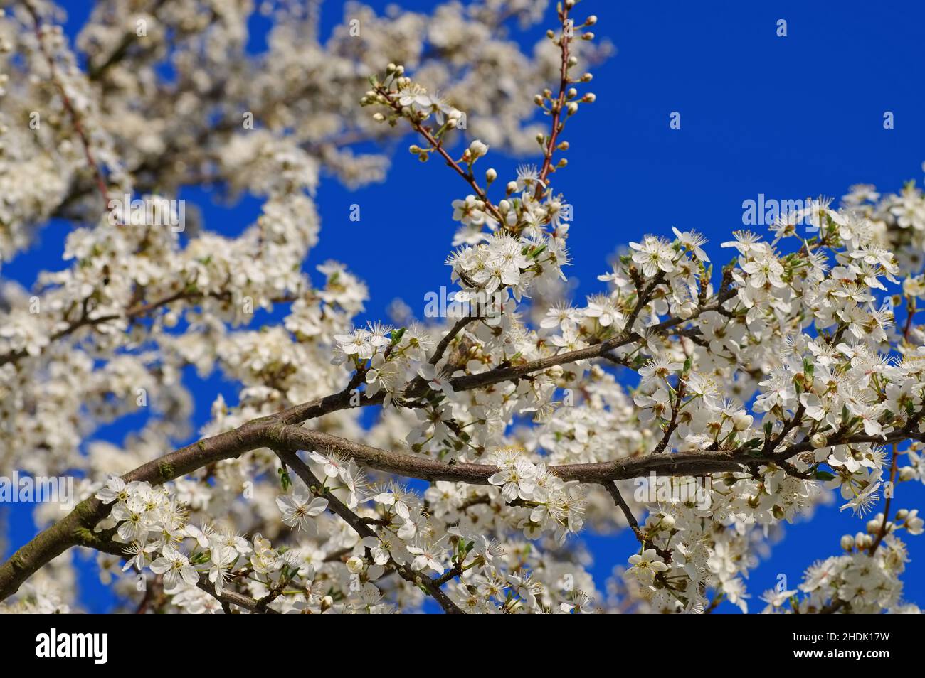 primo piano, fiore di frutta, fiore di prugne, primo piano, primi piani, fiori di frutta, fiori di susina Foto Stock