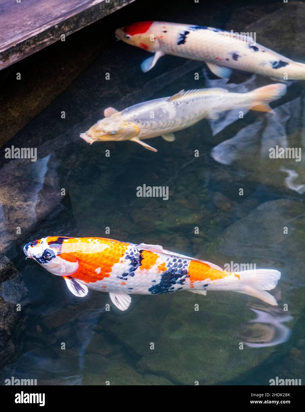 Koi; nishikigoi; carpa; carpa di Amur; rubrofuscus di Cyprinus; Portland Japanese Gardens; Portland; Oregon; USA Foto Stock