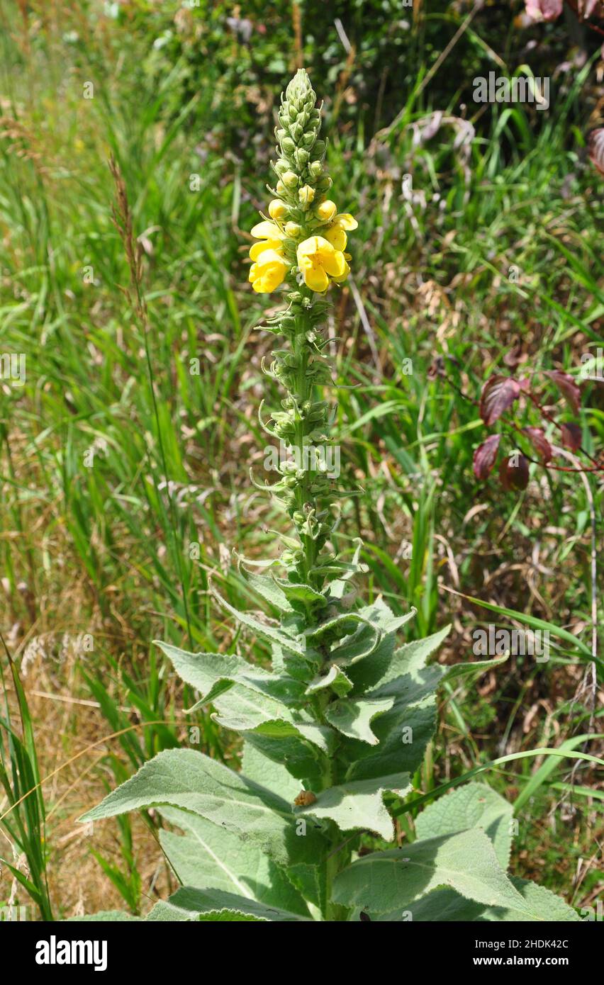 mulleina, mulleine Foto Stock