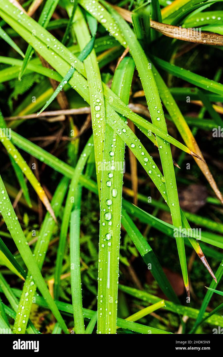 Cosse-up di gocce d'acqua su lunghe lame d'erba; Portland Japanese Gardens; Portland; Oregon; USA Foto Stock