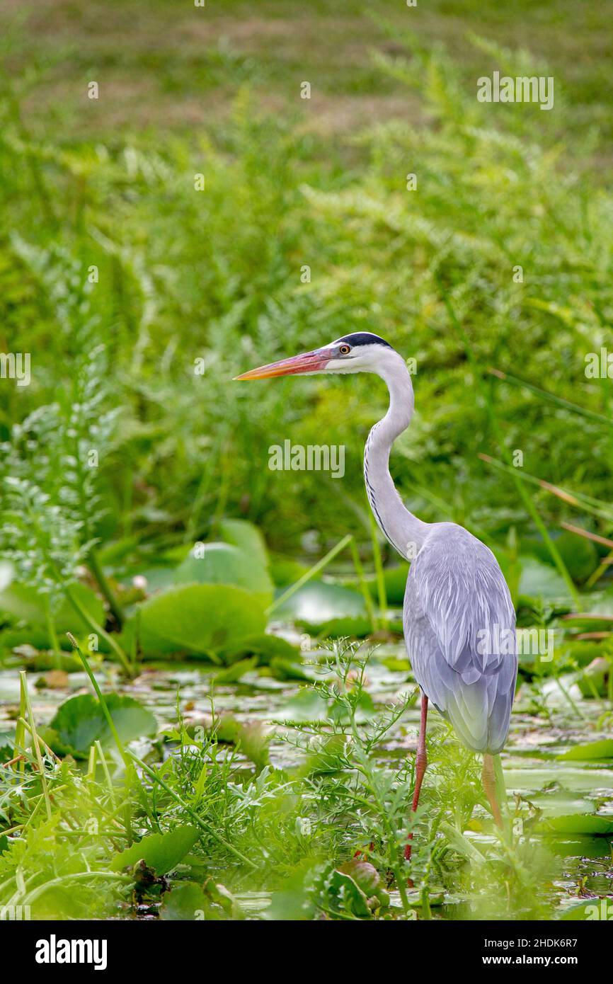 airone grigio, aironi grigi Foto Stock