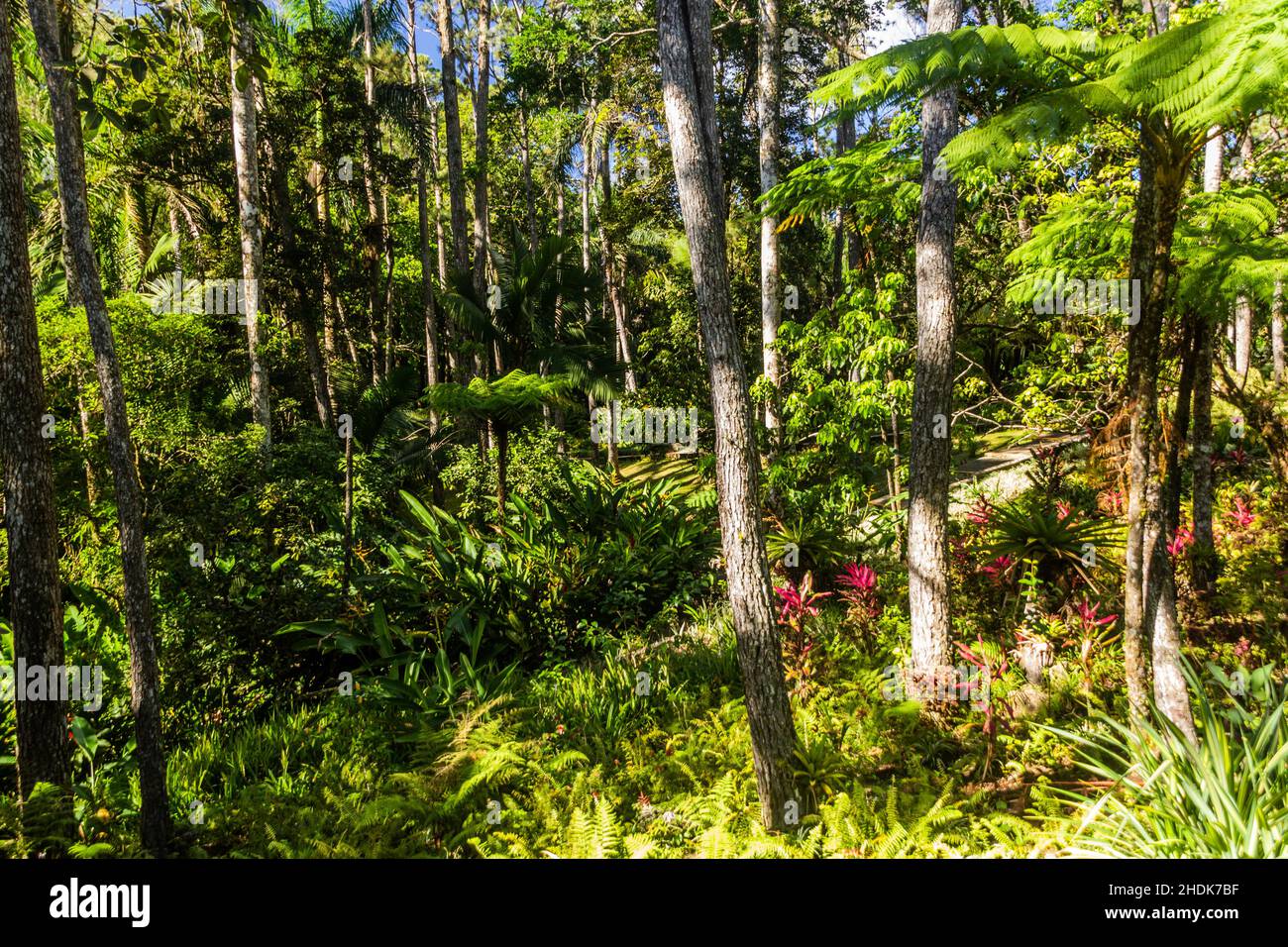 Giardini botanici sul monte Pico Isabel de Torres sopra Puerto Plata, Repubblica Dominicana Foto Stock