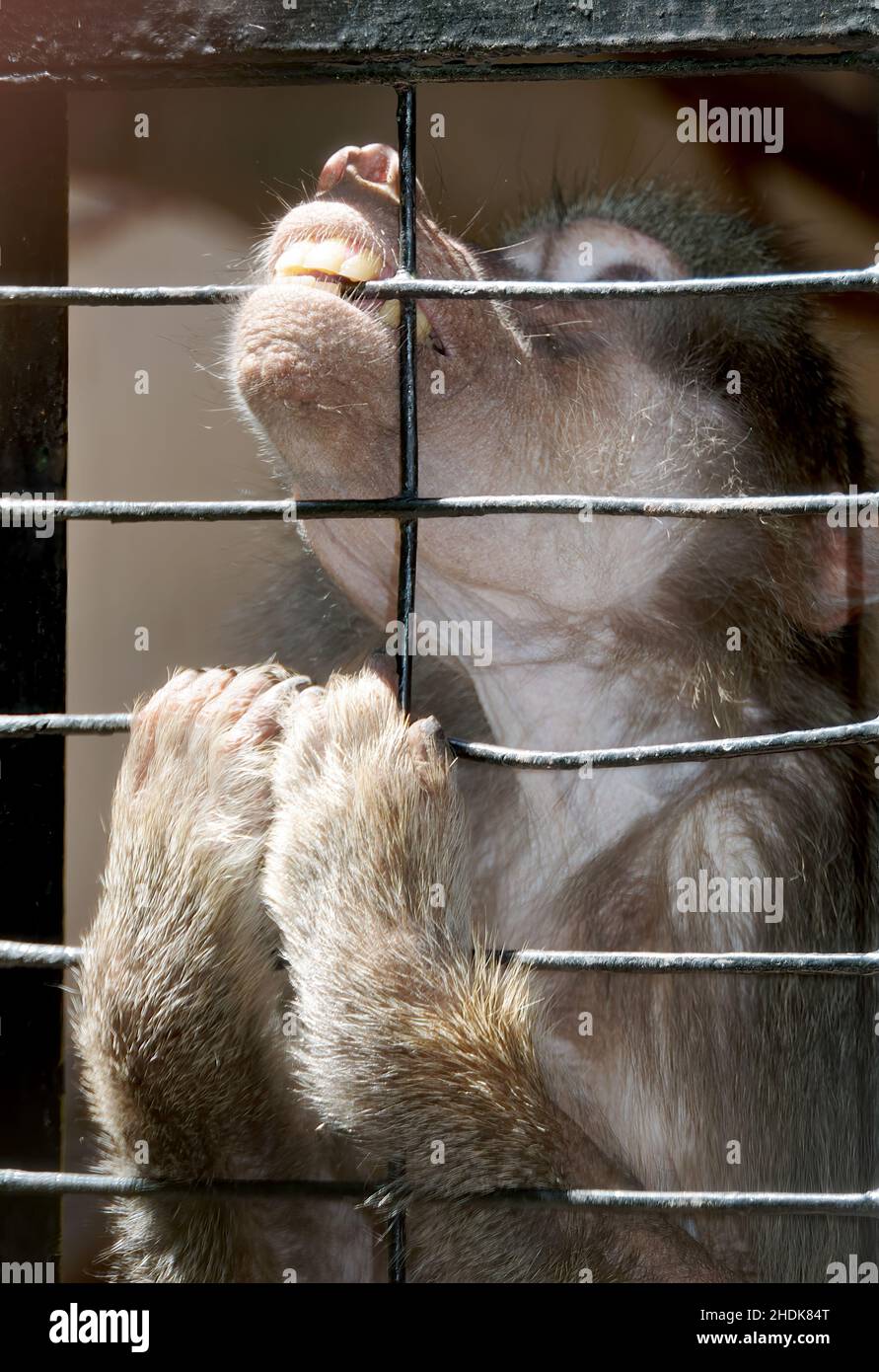 Scimmia in gabbia che tiene sulle barre della gabbia, mordente. Foto Stock